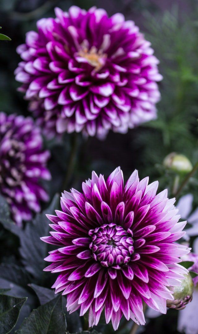 Dahlia winter deals